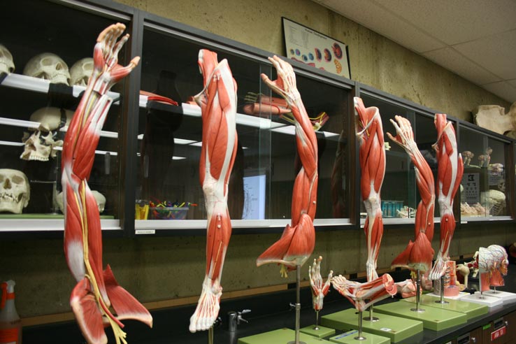 Muscle displays of human arms and feet.